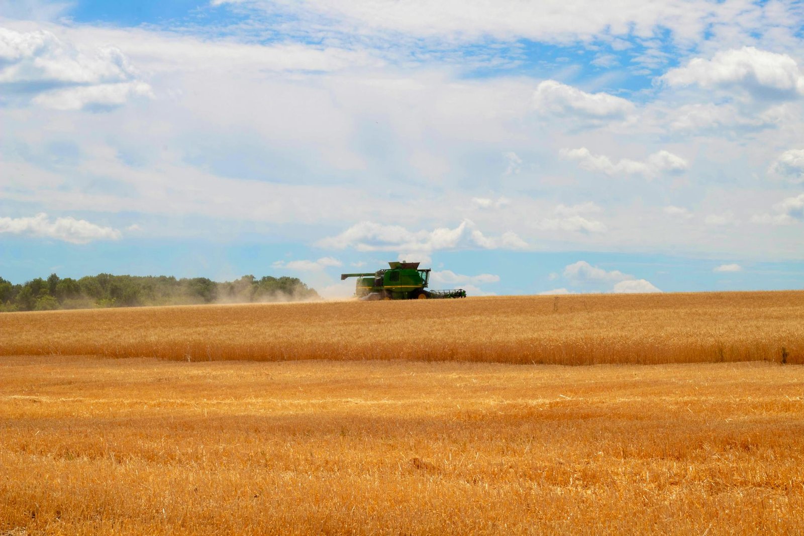 Combine harvester working in golden wheat field