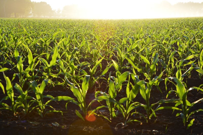 Green corn field in morning sunlight
