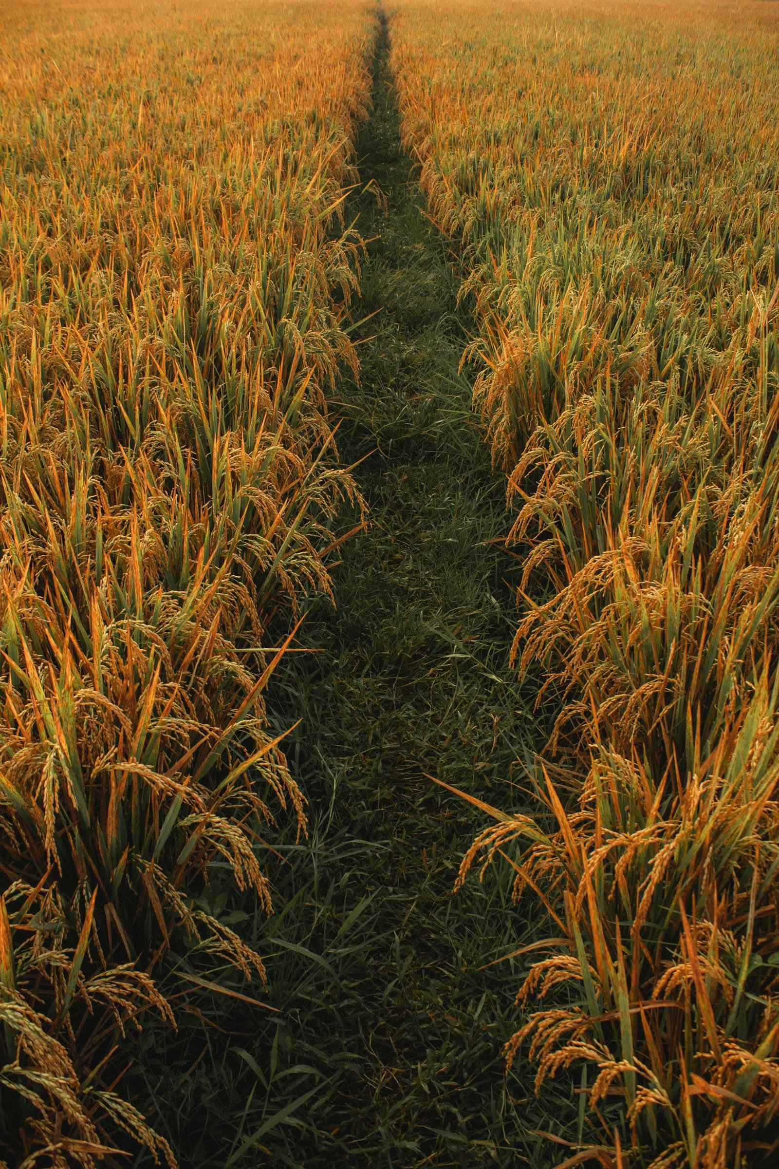 Golden grain field path at harvest time