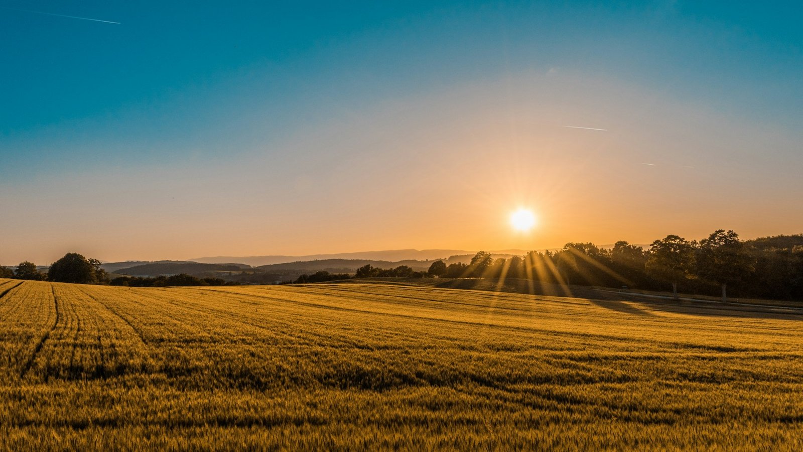 Golden agricultural landscape at sunrise