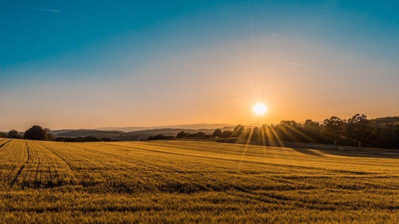 European agricultural fields at golden hour