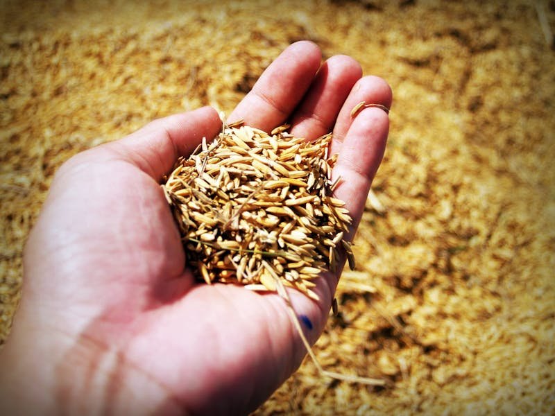 Hand holding golden grain for quality inspection