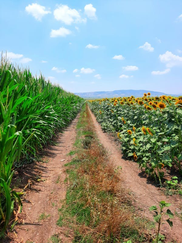 Sunflower and corn fields in agricultural landscape