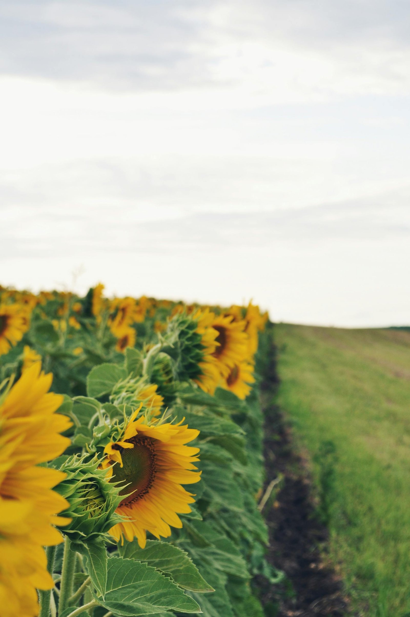 Sunflower plantation in agricultural landscape