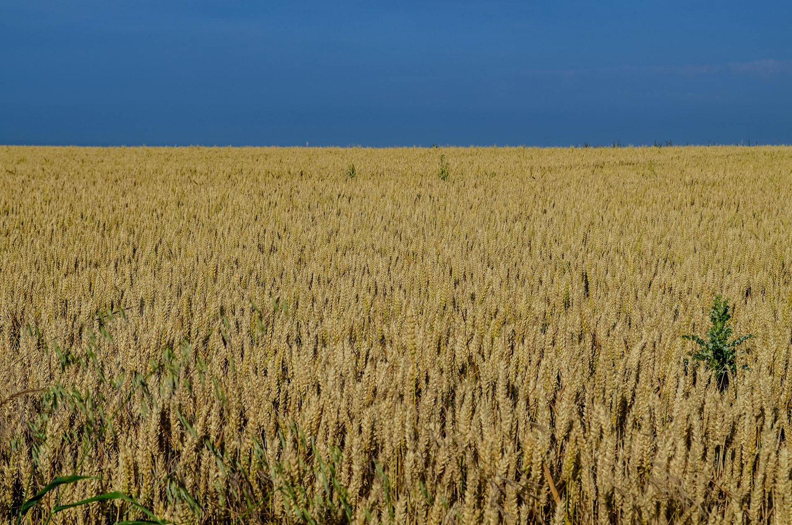 Golden wheat field under clear sky in countryside