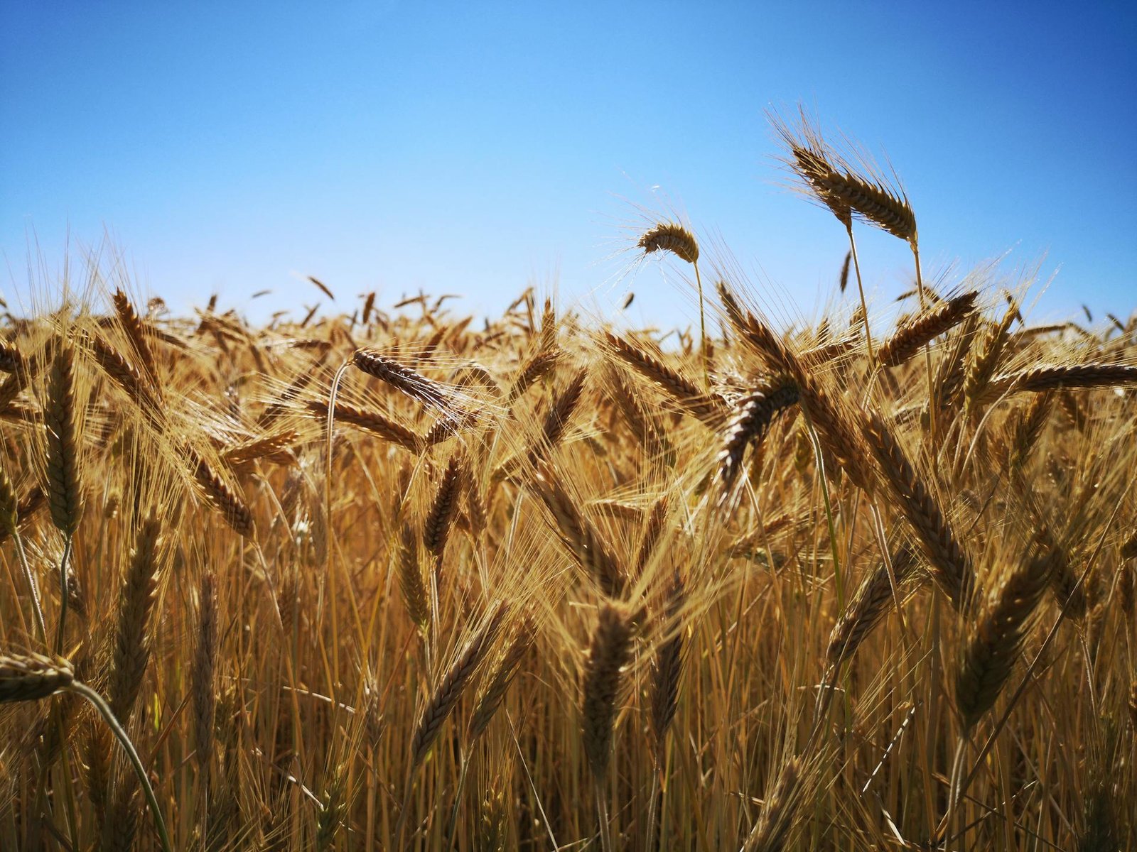 Close-up of golden wheat stalks ready for harvest